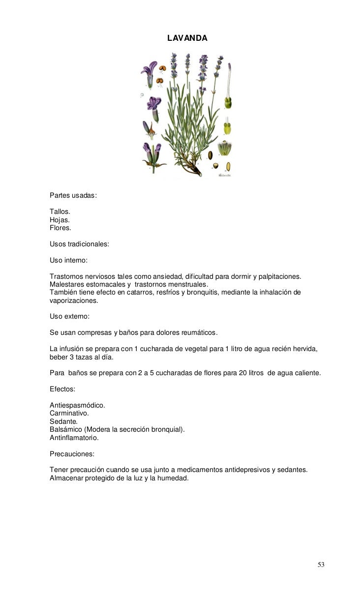 Propiedades del enebro: una planta colmada de beneficios Propiedades del enebro: una planta colmada de beneficios